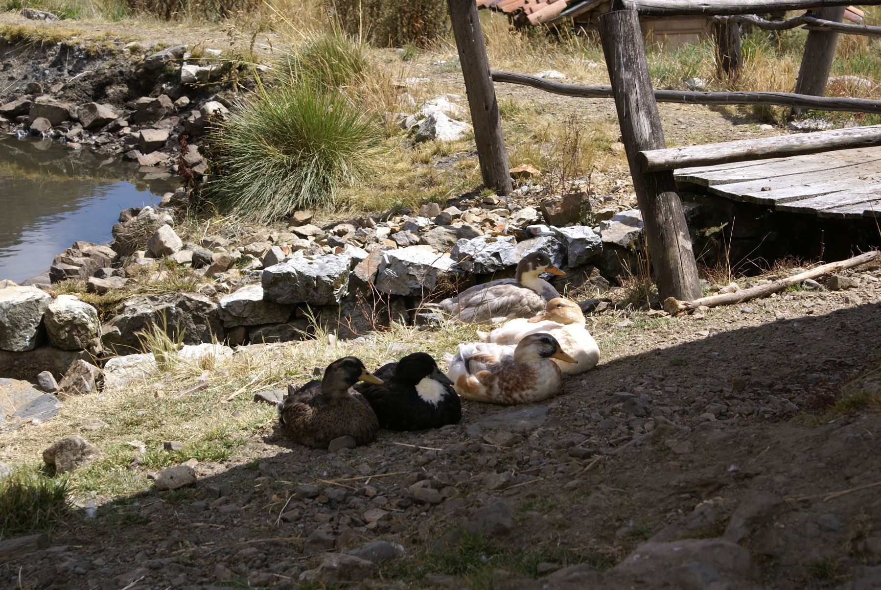 chalet_huachucocha_chavin_huantar_huari_peru_andes_hut_cordillera_blanca_10